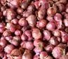 Small Onion