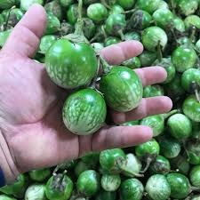 Thai Auburgine