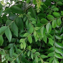 Fresh Curry Leaves